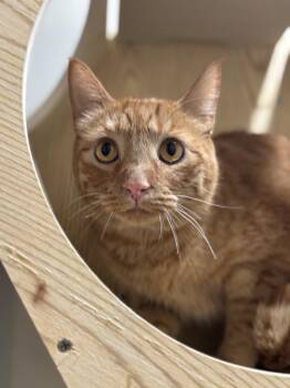 Paw McCartney -  Tabby and Domestic Short Hair Cat for Adoption in Dallas, Texas - Paw McCartney | PetCurious
