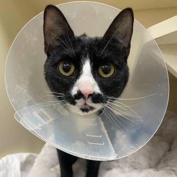 Domestic Short Hair Cats Available for Adoption - Moxi | PetCurious