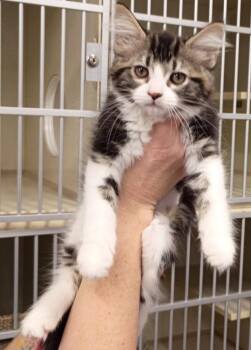 Storm -  Domestic Medium Hair Cat for Adoption in Rockford, Illinois - Storm | PetCurious
