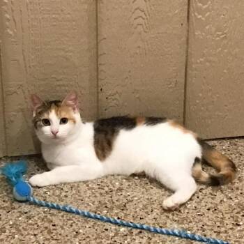 0726-237 Rosie -  Domestic Short Hair Cat for Adoption in Abingdon, Maryland - 0726-237 Rosie | PetCurious