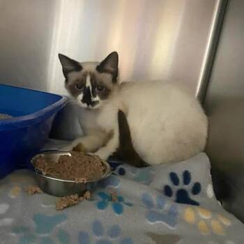 Siamese Cats Available for Adoption in Beaumont, Texas - Wisp | PetCurious