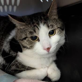 Smiggles -  Domestic Short Hair Cat Available for Adoption in Watertown, New York - Smiggles | PetCurious