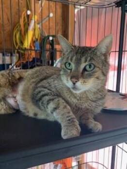 Domestic Short Hair Cats Available for Adoption - C.C. Carrot Cake | PetCurious