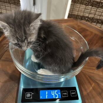 Sasha -  Domestic Short Hair Cat for Adoption in Las Vegas, Nevada - Sasha | PetCurious