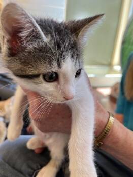 Hutch -  Domestic Short Hair Cat for Adoption in Salinas, California - Hutch | PetCurious
