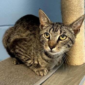 Zero -  Domestic Short Hair Cat Available for Adoption in Tallahassee, Florida - Zero | PetCurious