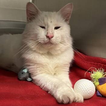 Tom-Tom -  Domestic Medium Hair Cat for Adoption in Concord, New Hampshire - Tom-Tom | PetCurious