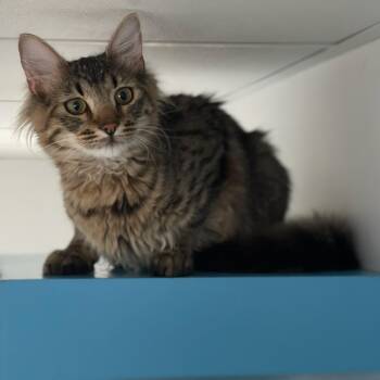 Domestic Medium Hair Cats Available for Adoption in Medfield, Massachusetts - Meatball | PetCurious