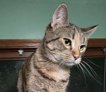 Rescue Domestic Short Hair Cats for Adoption in Verona, Wisconsin - Vanessa | PetCurious