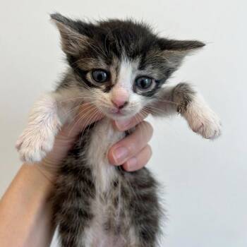 Admire Moon 26 -  Domestic Short Hair Cat for Adoption in Austin, Texas - Admire Moon 26 | PetCurious