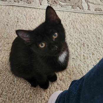 Domestic Short Hair Cats Available for Adoption in Talent, Oregon - Aster (blue) | PetCurious