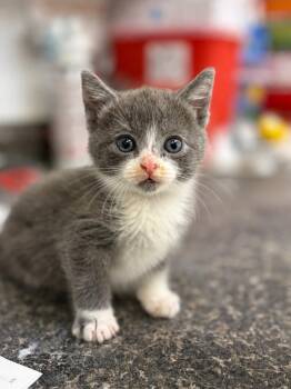 Domestic Short Hair Cats Available for Adoption in Lockhart, Texas - Rosita | PetCurious