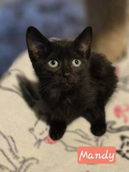 Domestic Short Hair Cats Available for Adoption in Metamora, Illinois - Mandy | PetCurious