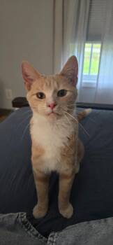 Baxter26 -  Domestic Short Hair Cat for Adoption in Youngsville, North Carolina - Baxter26 | PetCurious