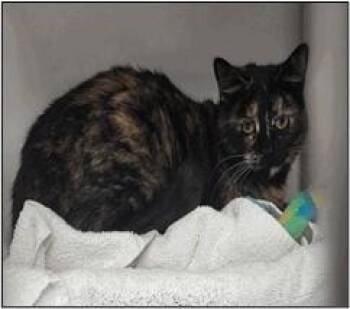 Domestic Short Hair Cats Available for Adoption in Albuquerque, New Mexico - KAMALA | PetCurious