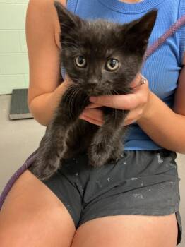 Cole -  Abyssinian Cat for Adoption in Dyersburg, Tennessee - Cole | PetCurious