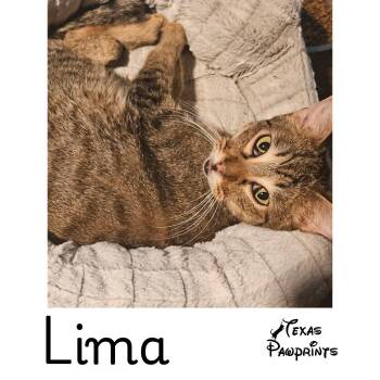Lima -  Tabby Cat for Adoption in Dallas, Texas - Lima | PetCurious