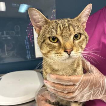 Sir Loin -  Domestic Short Hair Cat for Adoption in Newark, New Jersey - Sir Loin | PetCurious