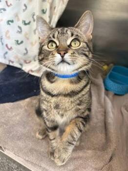 Domestic Short Hair Cats Available for Adoption in Westland, Michigan - Levi | PetCurious