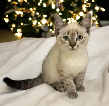 Rescue Siamese and Domestic Short Hair Cats for Adoption in Hillsboro, Texas - Trumpet — A Tiny Tune Of Christmas Joy | PetCurious