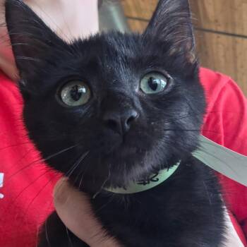 Ron -  Domestic Short Hair Cat for Adoption in Leander, Texas - Ron | PetCurious