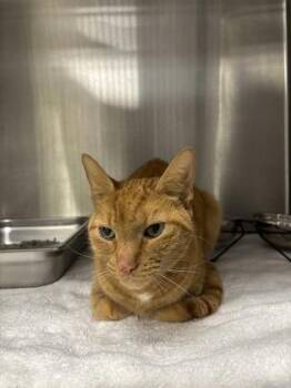 Goku -  Domestic Short Hair Cat for Adoption in Fairfax, Virginia - Goku | PetCurious