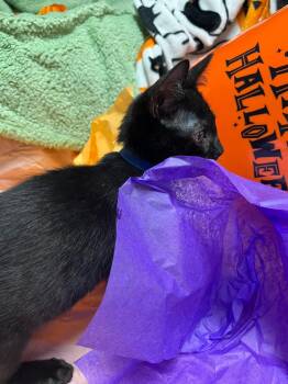 Rescue Domestic Short Hair Cats for Adoption in Saint Charles, Missouri - Bang | PetCurious