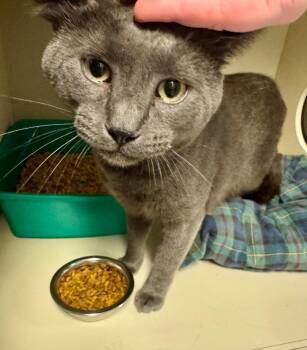 Hugo Boss -  Domestic Short Hair Cat for Adoption in Windsor, Connecticut - Hugo Boss | PetCurious