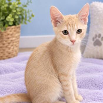 Teddy Graham -  Domestic Short Hair Cat for Adoption in Lewisville, Texas - Teddy Graham | PetCurious