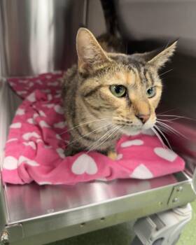 Rescue Domestic Short Hair Cats for Adoption in Seneca, Pennsylvania - Dawndi | PetCurious