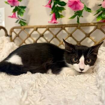Oreo Puff Love Muffin -  Tuxedo and Domestic Short Hair Cat for Adoption in Friendswood, Texas - Oreo Puff Love Muffin | PetCurious
