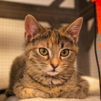 Rescue Tabby Cats for Adoption in Los Angeles, California - Peanut (Bre/RR) | PetCurious