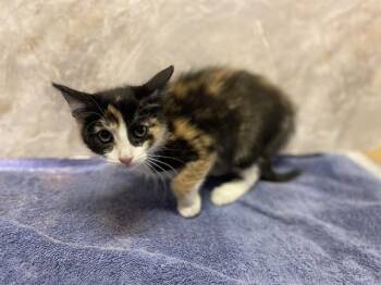 ELVIRA -  Domestic Short Hair Cat for Adoption in Modesto, California - ELVIRA | PetCurious