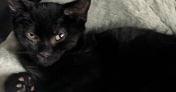 Rip -  Domestic Short Hair Cat for Adoption in Virginia Beach, Virginia - Rip | PetCurious