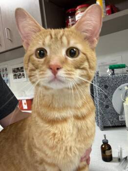 Tigger -  Domestic Short Hair Cat for Adoption in Greenfield, Indiana - Tigger | PetCurious
