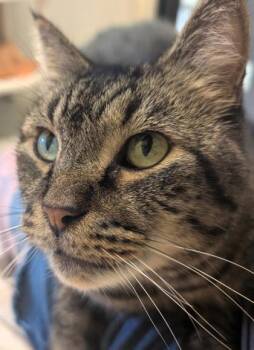 Henry -  Domestic Short Hair Cat for Adoption in Eugene, Oregon - Henry | PetCurious