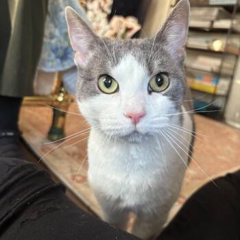 Domestic Short Hair Cats Available for Adoption in Stamford, Connecticut - Man Of Your Dreams Mercury | PetCurious