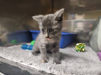 Rescue Domestic Short Hair Cats for Adoption in Maumelle, Arkansas - Lula | PetCurious