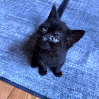 Velcro -  Domestic Short Hair Cat for Adoption in Oneonta, New York - Velcro | PetCurious