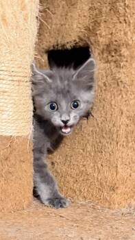 OPHILIA -  Russian Blue and Domestic Long Hair Cat for Adoption - OPHILIA | PetCurious