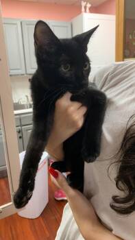 Rescue Domestic Short Hair Cats for Adoption in Randolph, Massachusetts - What About Bob | PetCurious