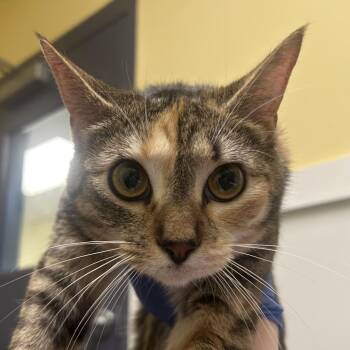 Glamping -  Domestic Short Hair Cat for Adoption in Charlottesville, Virginia - Glamping | PetCurious