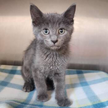 Slate -  Domestic Short Hair Cat for Adoption in Fort Wayne, Indiana - Slate | PetCurious