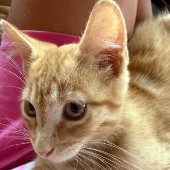 Ralph -  Domestic Short Hair Cat for Adoption in Evansville, Indiana - Ralph | PetCurious