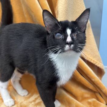 Rescue Domestic Short Hair Cats for Adoption in Bear, Delaware - Butter Bean | PetCurious