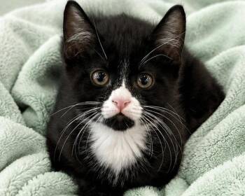 Gorp -  Domestic Short Hair Cat for Adoption in Antioch, California - Gorp | PetCurious