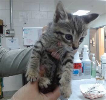 TILLY -  Domestic Short Hair Cat for Adoption in Salinas, California - TILLY | PetCurious