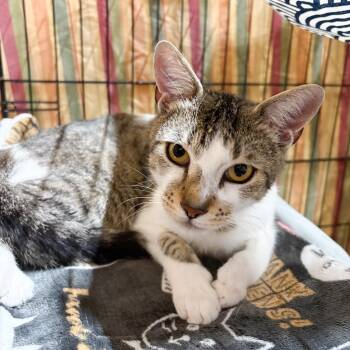 Rescue Domestic Short Hair Cats for Adoption in Centerville, Georgia - Daphne | PetCurious