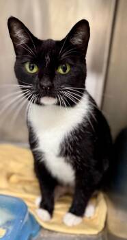 Rescue Domestic Short Hair Cats for Adoption in Danielsville, Georgia - Pamela | PetCurious