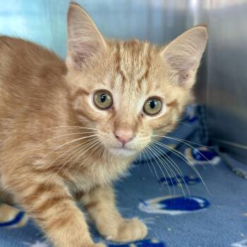 Citrine -  Domestic Short Hair Cat for Adoption in Matteson, Illinois - Citrine | PetCurious